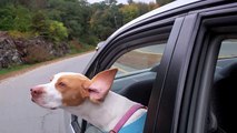 Dog with Floppy Ears Hanging Out of Car-  Cute Dog Maymo