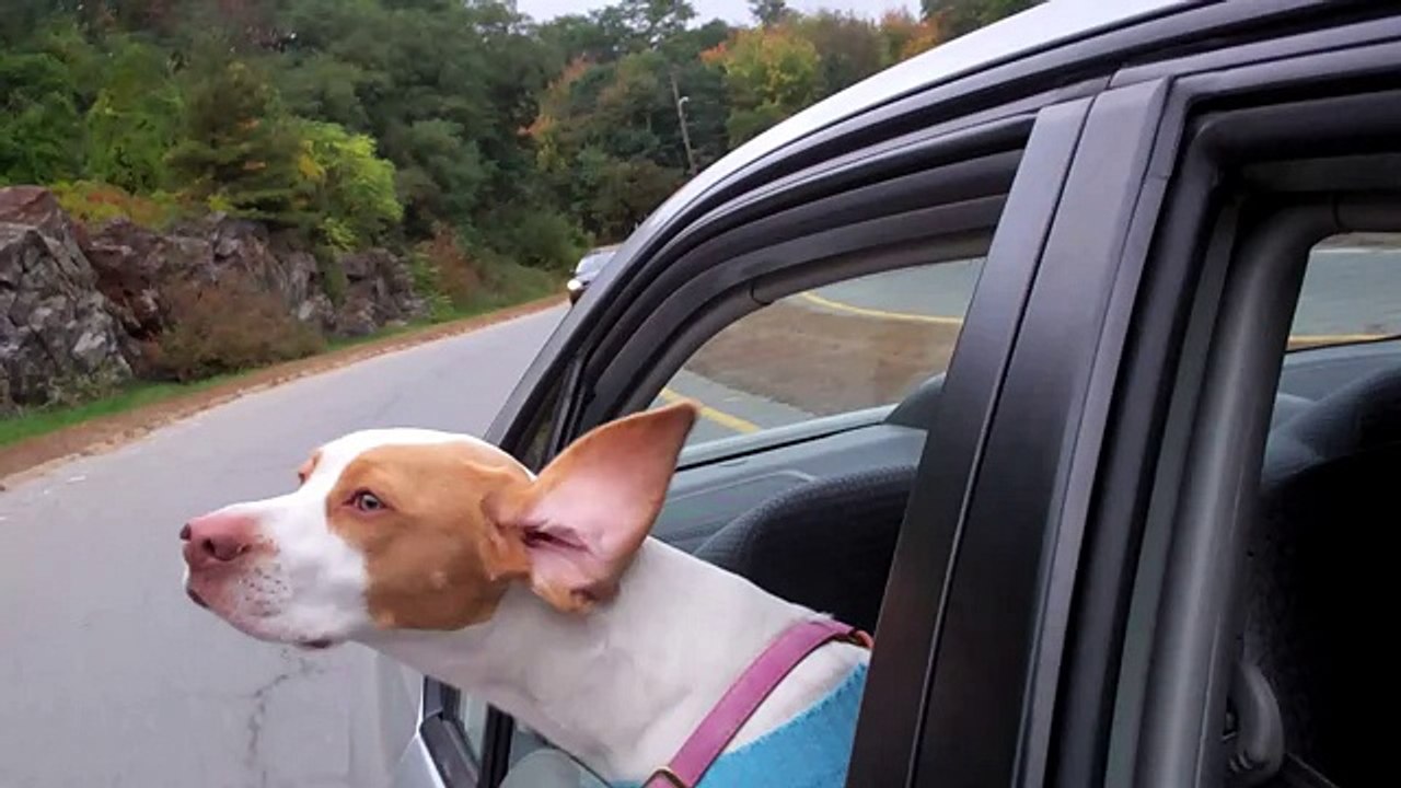 Dog with Floppy Ears Hanging Out of Car-  Cute Dog Maymo