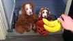 Dogs Go Trick or Treating on Halloween- Cute Dog Maymo & Puppy Penny