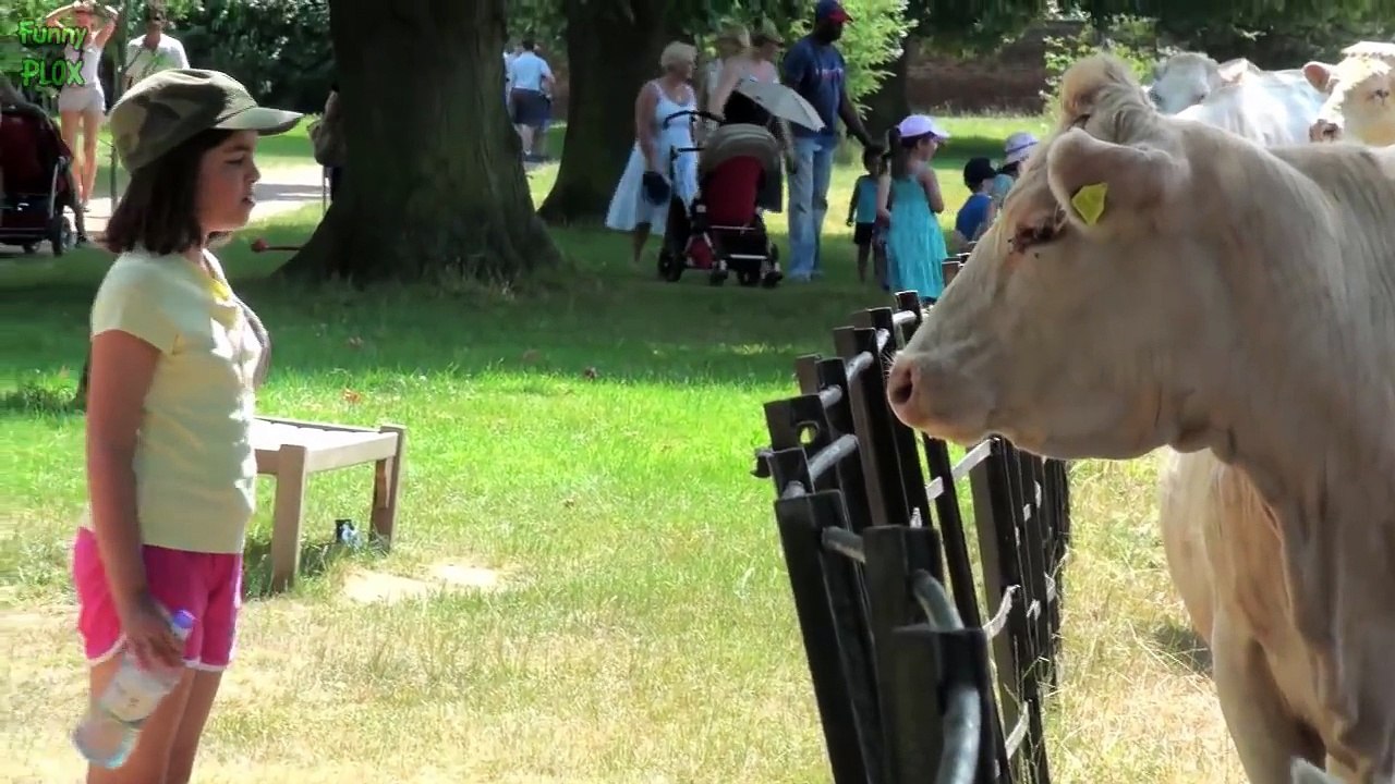 Top 10 Funny Animal Videos 2015