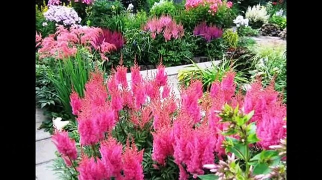 Астильба украсит тенистый угол вашего сада