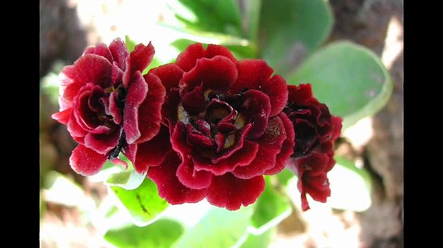 Весенние цветы в вашем саду