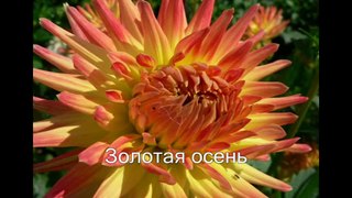 Георгины - удивительный цветок осени