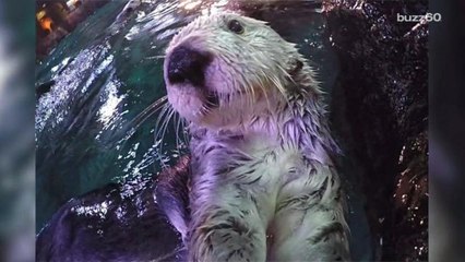 Adorable Water Animals Take Selfies with Sticks at Aquarium 🐠
