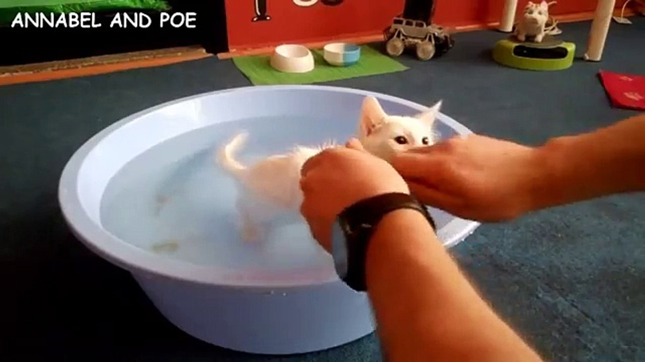 Cute Kitten Loves Water