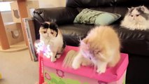 Cats vs Hello Kitty Light