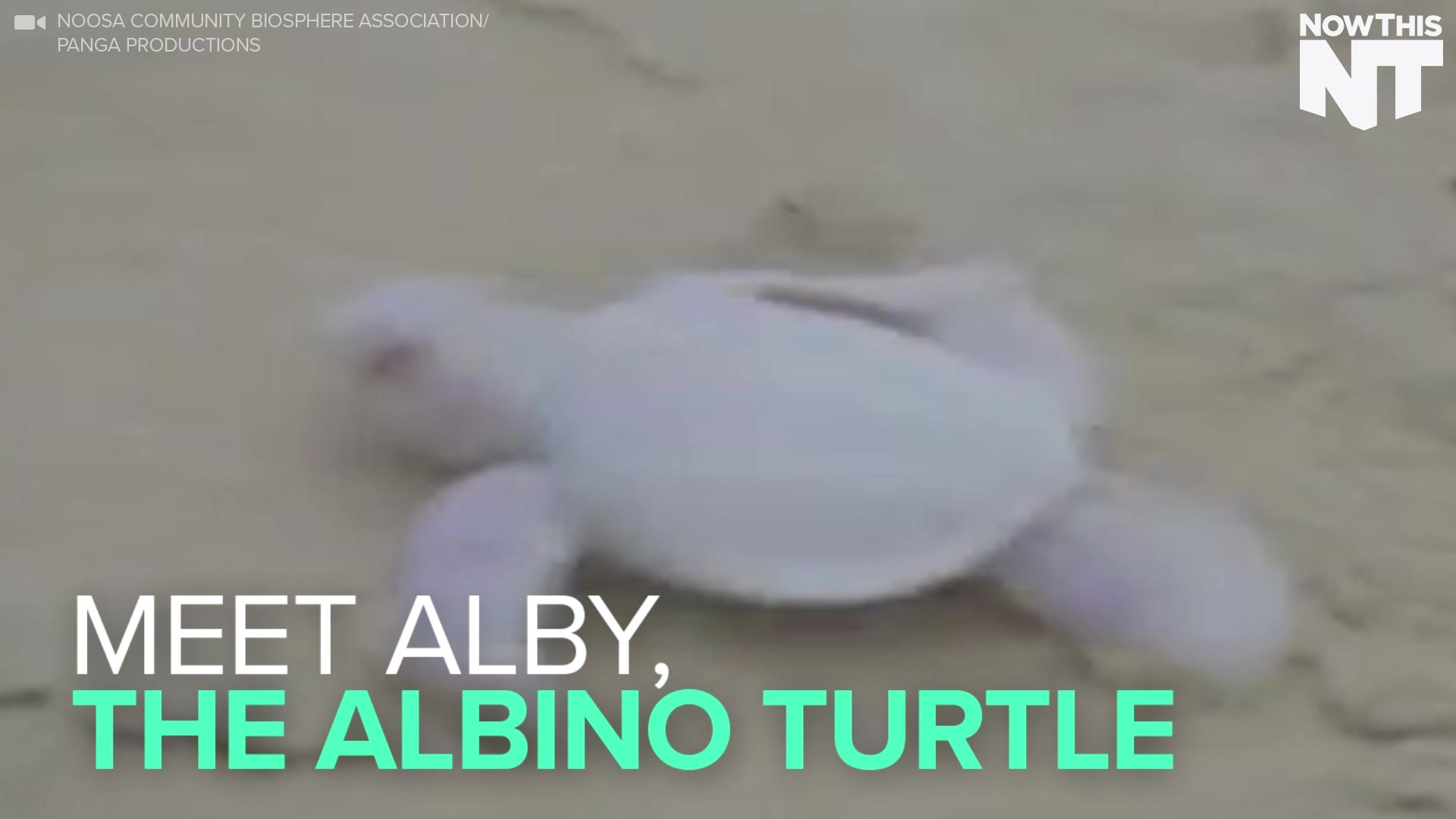 Meet Alby The Rare Albino Turtle Video Dailymotion
