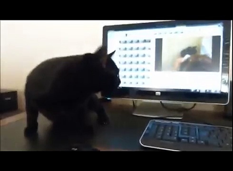 Funny Cat Videos Ever