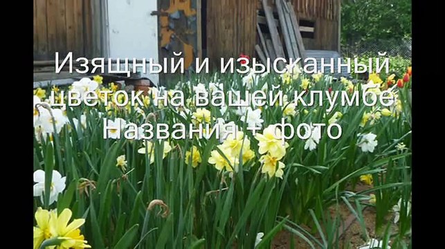 Нарцисс. Изящный и изысканный цветок на вашей клумбе. Сорта + фото