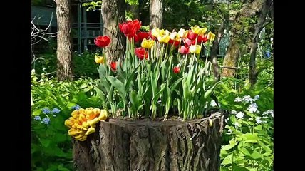 Необычные клумбы из пней, сделанные своими руками