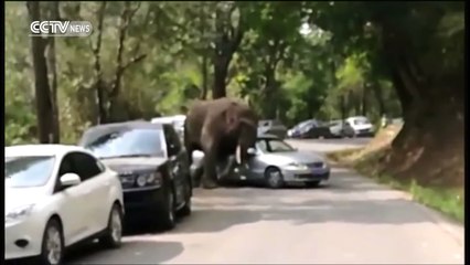 Wild elephant attacks parked cars in Yunnan