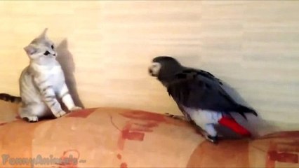 Cats and Dogs VS Parrots - Funny Animal Compilation