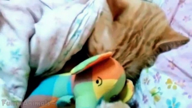 Cats Hugging Toys Compilation