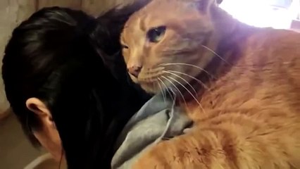 Cats Love Their Human Owners Compilation