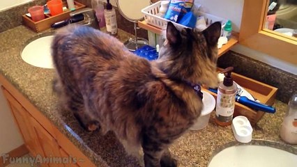 Cats Meowing and Talking Compilation