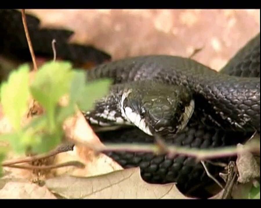 Эскулапов полоз. Elaphe longissima. Aesculapian Snake.