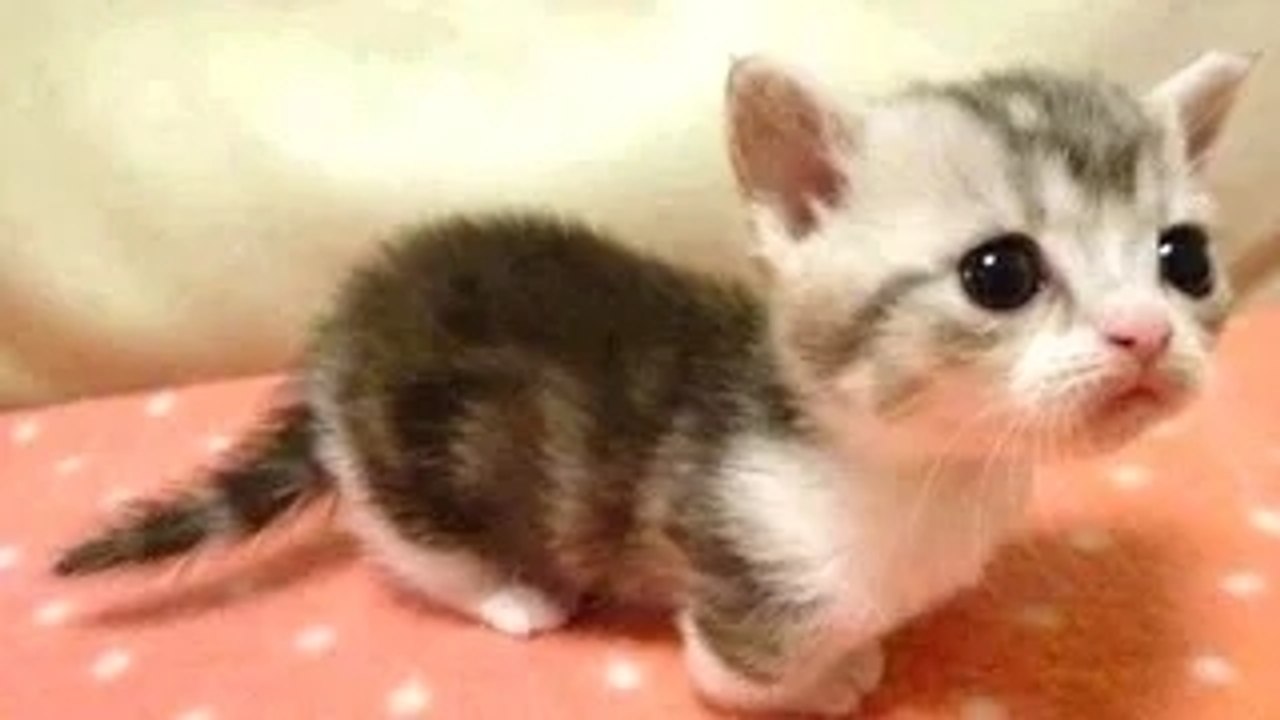 Baby Animals - A Cute Animal Videos Compilation  2016