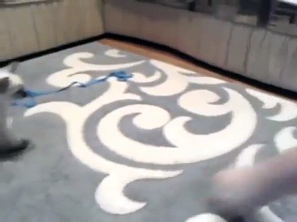 Кошка не ожидала такой подставы))) Смотрим все!