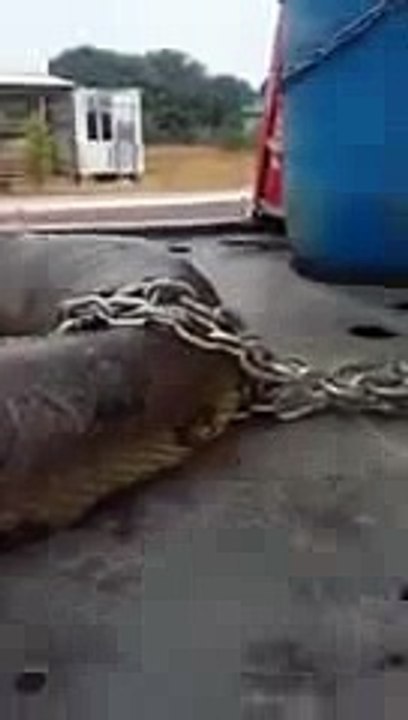 Snake found at a construction site in London