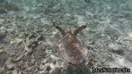 Plonger avec une Tortue Marine aux Seychelles