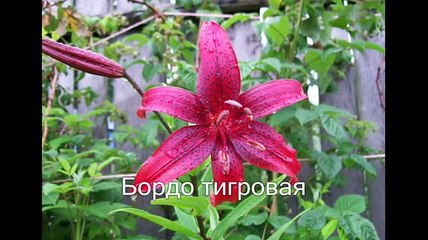 Шарм садовой лилии. Названия + фото