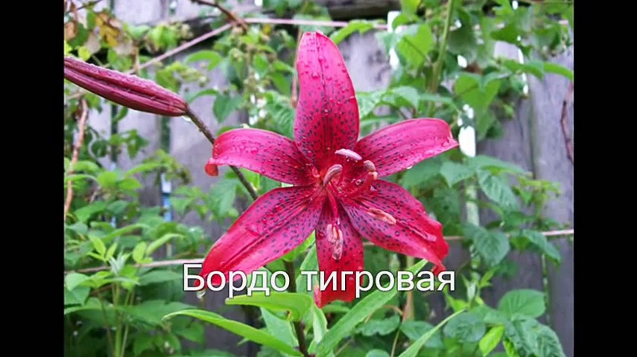Шарм садовой лилии. Названия + фото