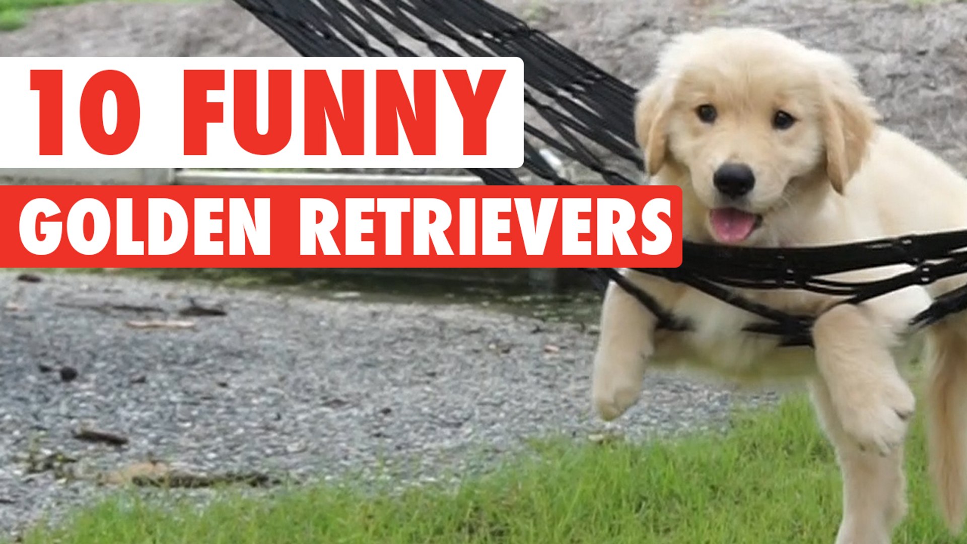 10 Funny Golden Retriever Videos || Awesome Golden Retriever Compilation -  video Dailymotion