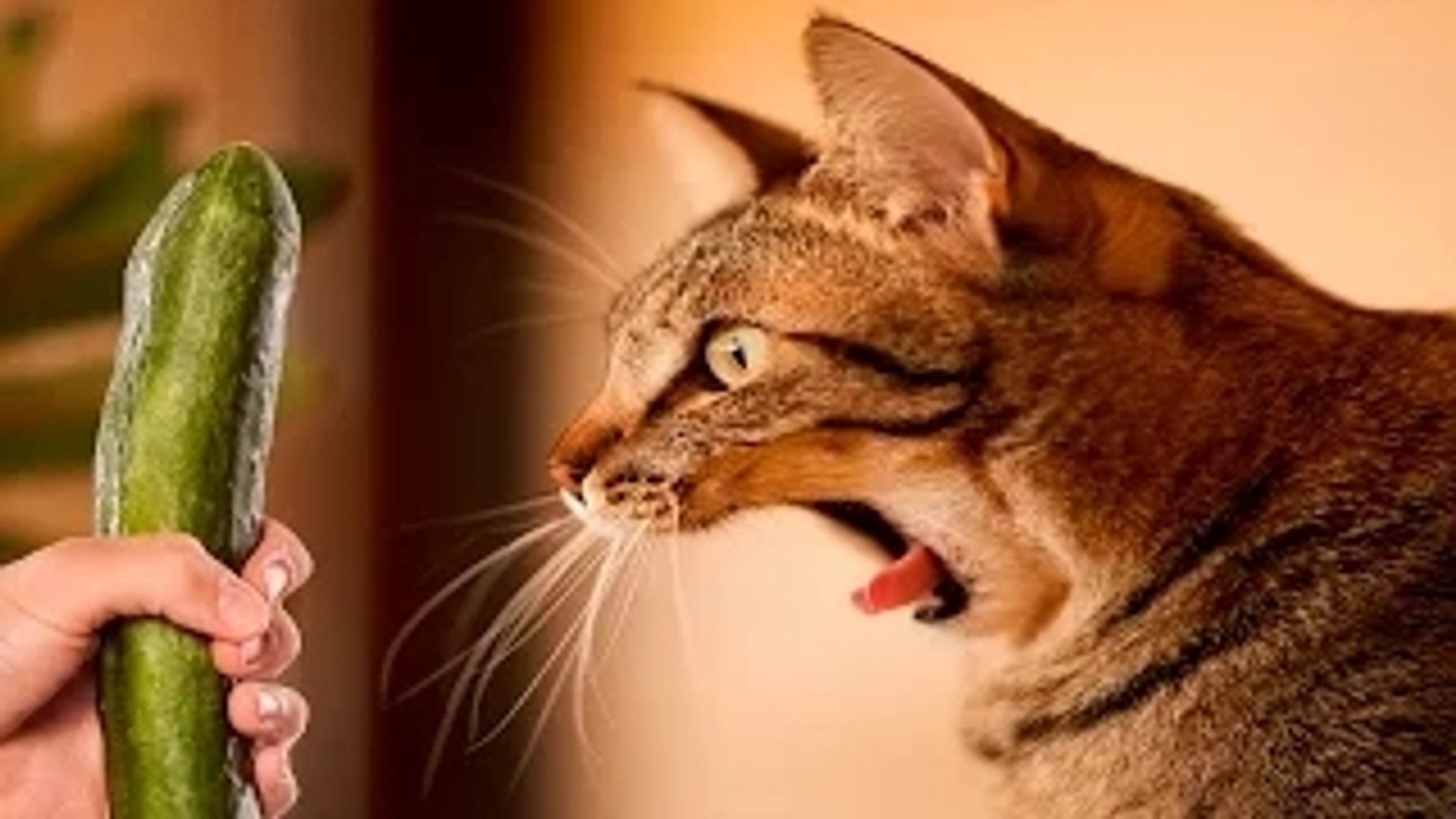 Cat VS Cucumber Funny cats 2016