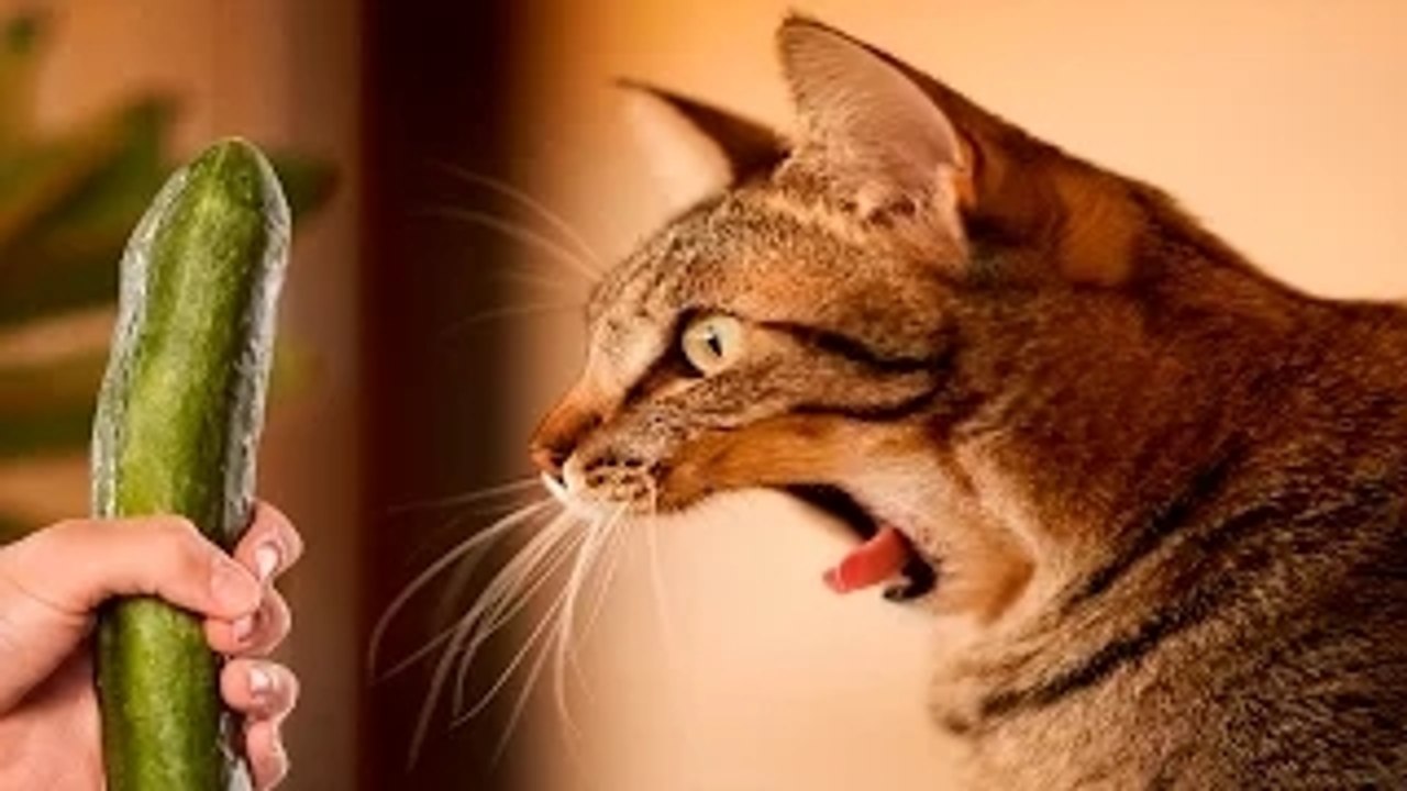 Cat VS Cucumber Funny cats 2016