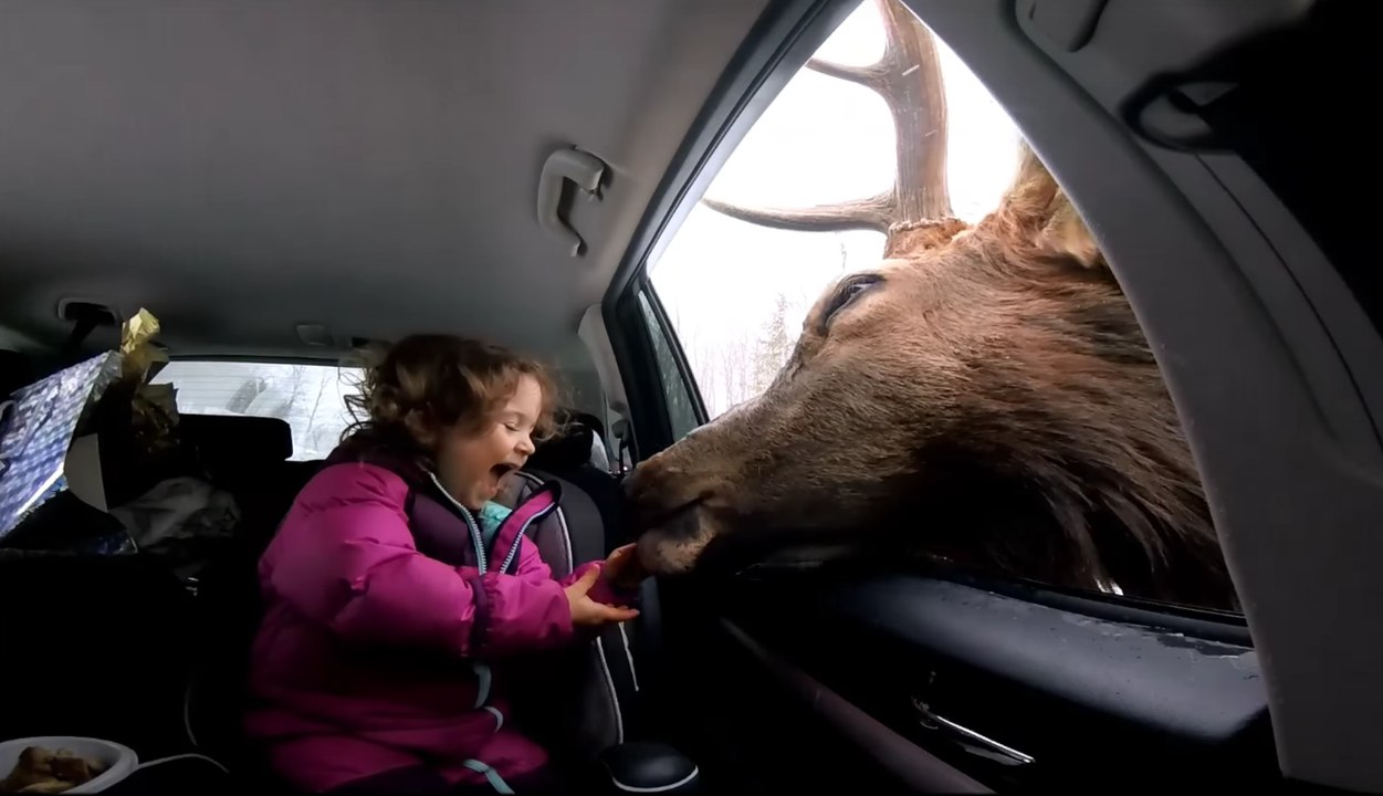Une petite fille très heureuse de pouvoir nourrir un cerf