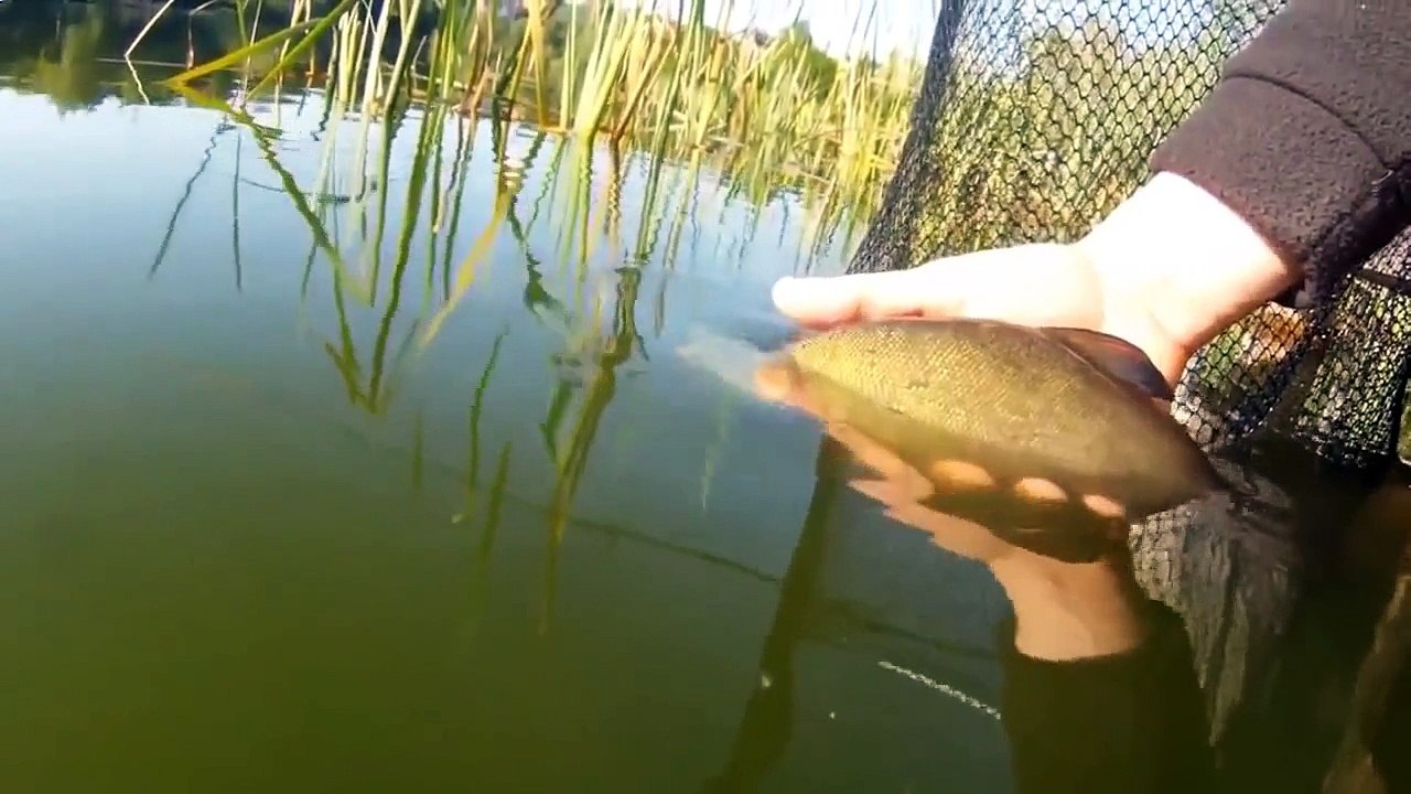 Tench on the feeder. Feeder fishing  tench on  furthes throw.