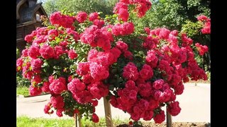Штамбовые розы - аристократки в вашем саду