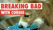 Breaking Bad: Corgis Parody || Say My Name