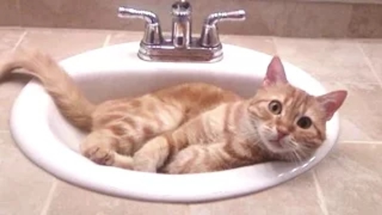 Funny Cats - A Funny Cat Videos Compilation 2016