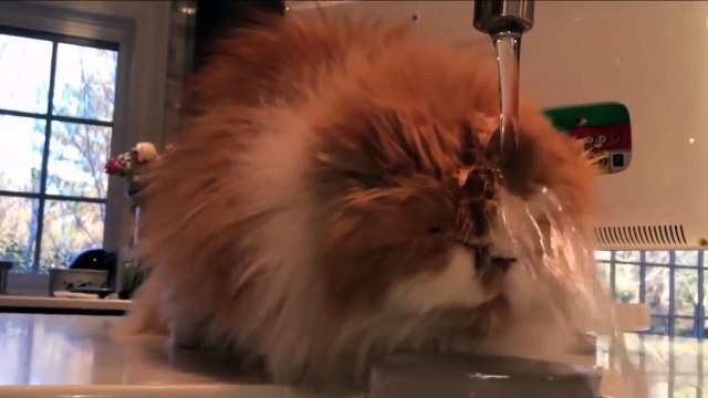 Смешное Видео с Кошками! Веселые Кошки 2015 _ Funny Cats Video Compilation