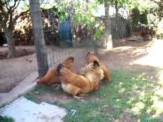 Les poules en train de manger