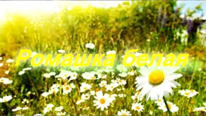 Миша и Алина Ромашка белая Смотреть всем!