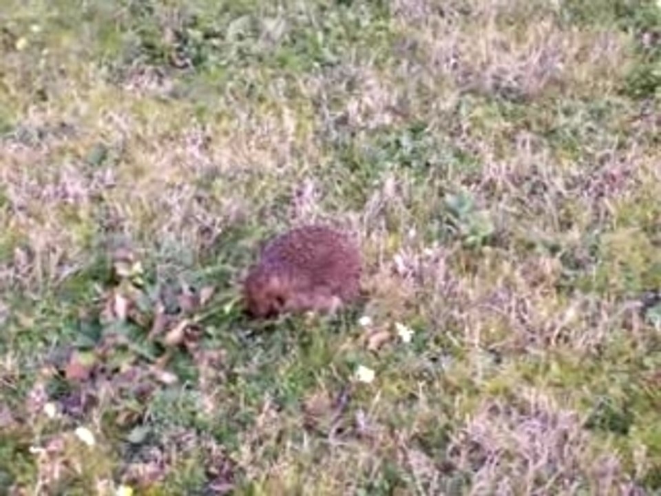 L'hérisson en train de manger