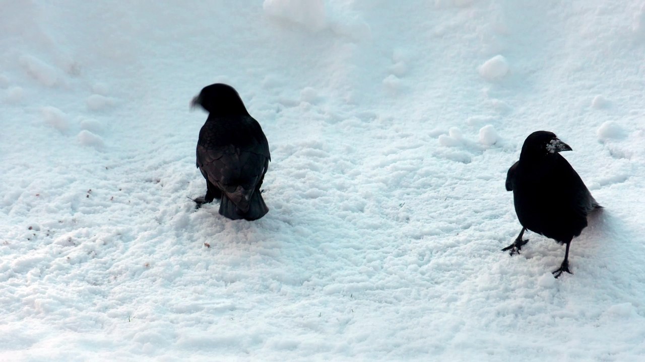Krähen hinter dem Haus