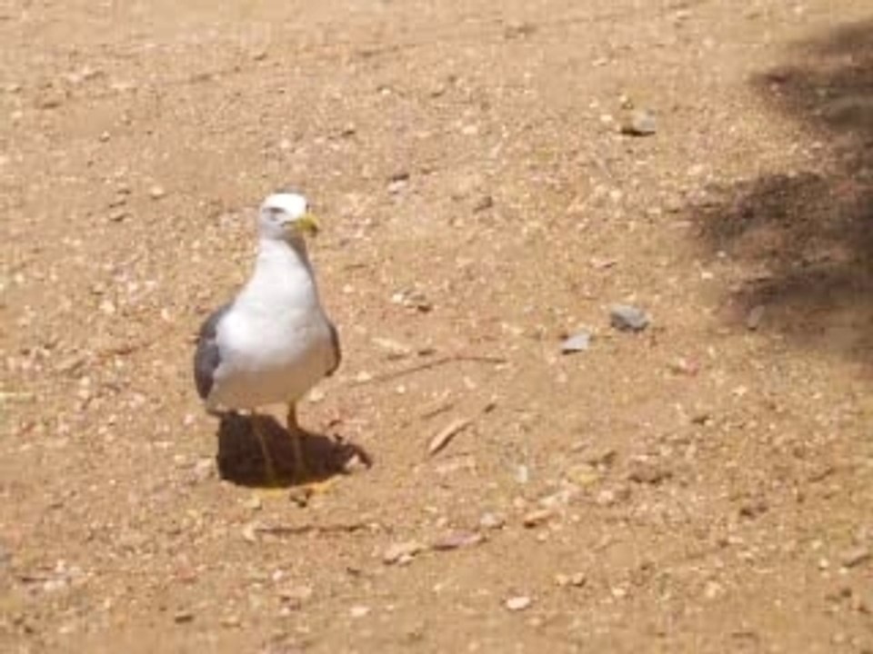En train de donner à manger à la mouette