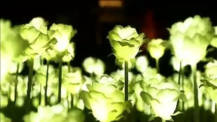 Lights Up 25000 LED Roses