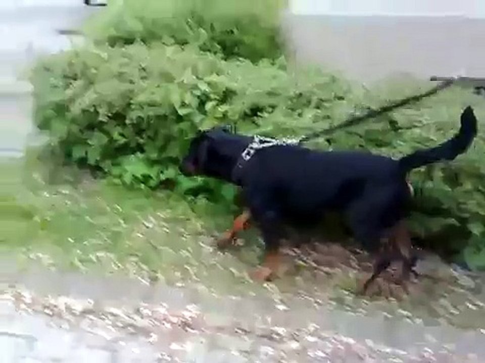 Köpeklerin Kangal.Dangerous Meeting..king v Rottweiler'ı.