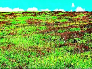 LES CHANSONS POPULAIRES