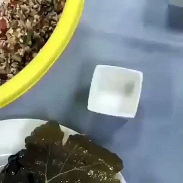 Bu da bir çeşit yaprak sarması