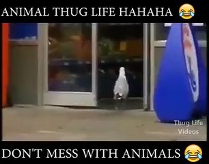 lol don't mess with animals -p