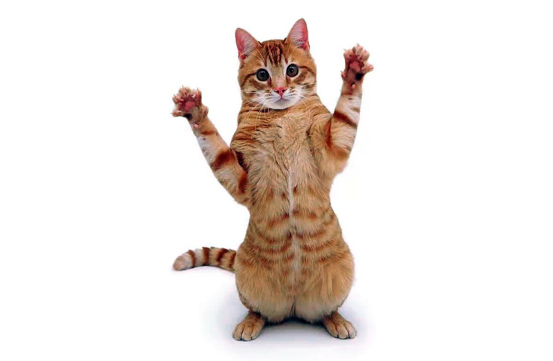 Gatitos hermosos!