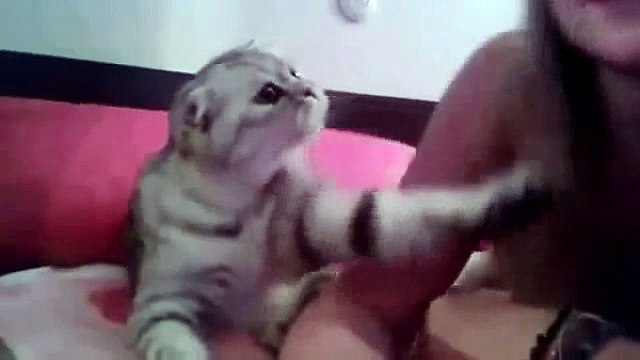 Çapkın kedi Komik Haber