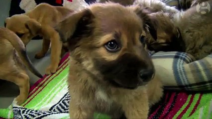 Hiker rescues a dozen puppies abandoned in Arizona desert