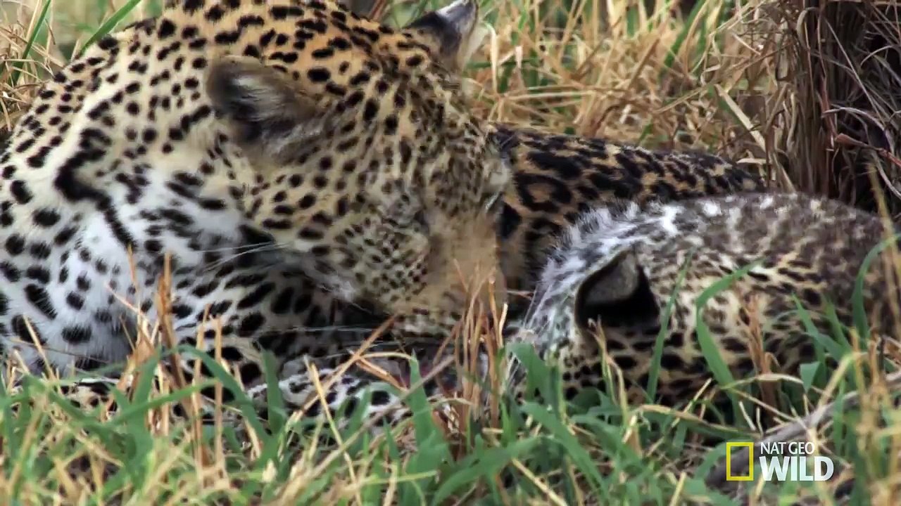 Vicious fight between Leopard siblings