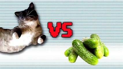 CAT VS CUCUMBER PRANK!!! (BEST REACTION!!!)